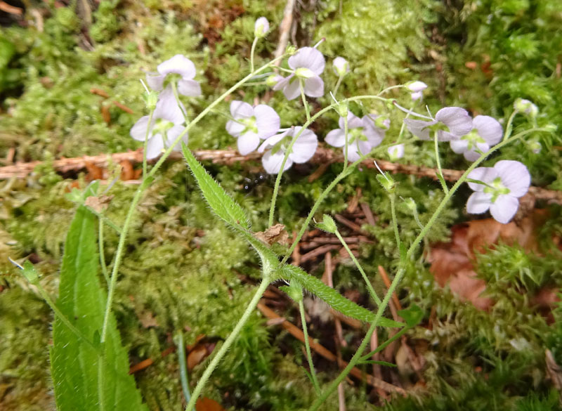 Veronica urticifolia - Plantaginaceae